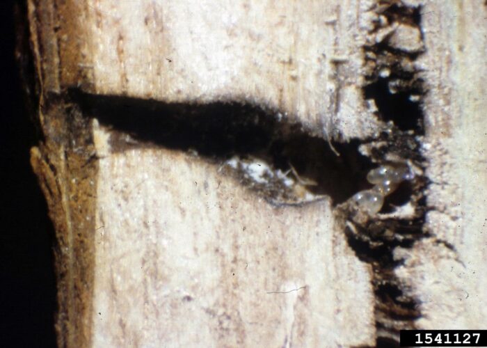 Close up of GAB galleries.