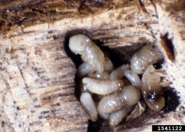 Close up of GAB larvae and pupae.