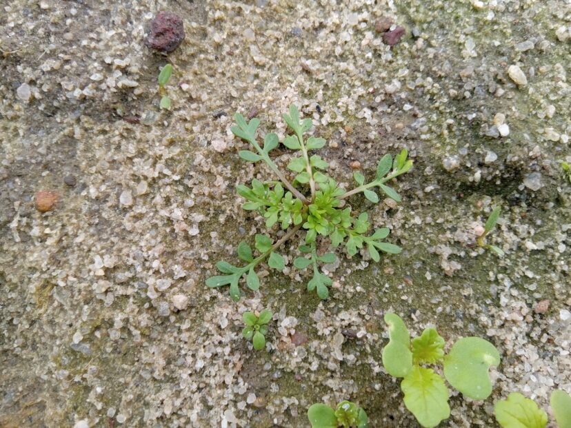 Cool-season weed called swinecress (Coronopus didymus).