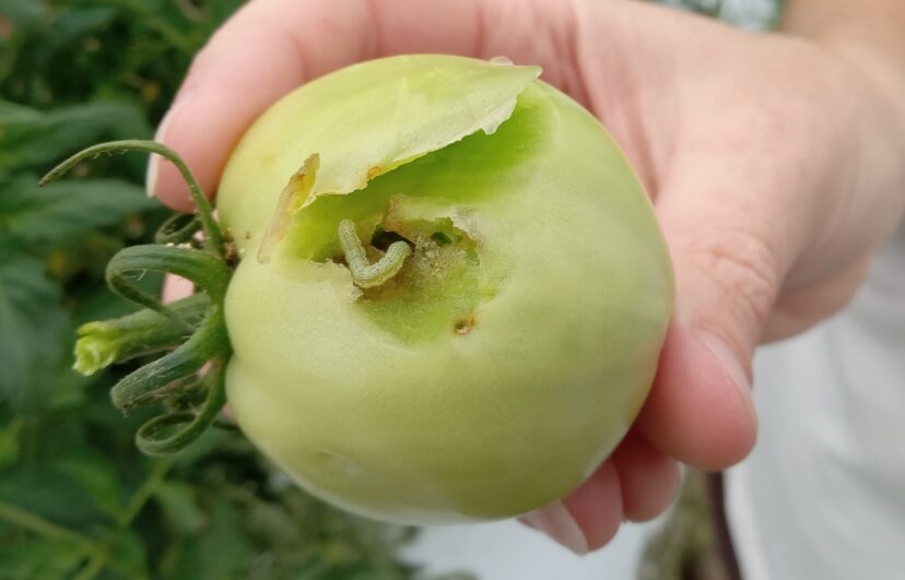 Corn earworm (Helicoverpa zea) boring into a tomato.