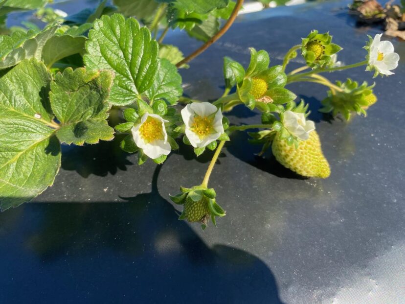 Day-neutral San Andreas strawberries blooming and developing fruit.