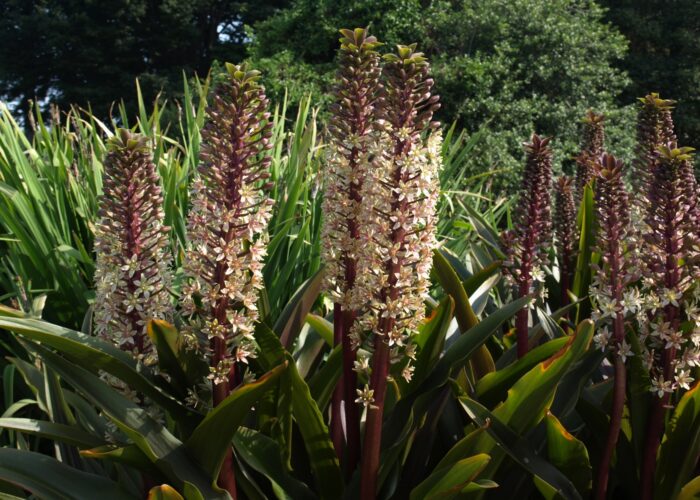 Eucomis bicolor ‘Pineapple Lily’ is resistant to deer, rabbits, and other wildlife that like to munch on plants.