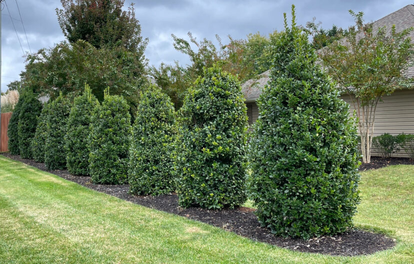 Fig. 7. For a border planting of Magland Oakland® holly growing in a lawn that receives no fertilizer, view the planting bed as a rectangle and multiply the length and width to determine the root zone area to be fertilized.