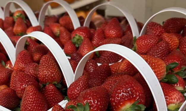 SC Fruit and Vegetable Field Report – November 13, 2023