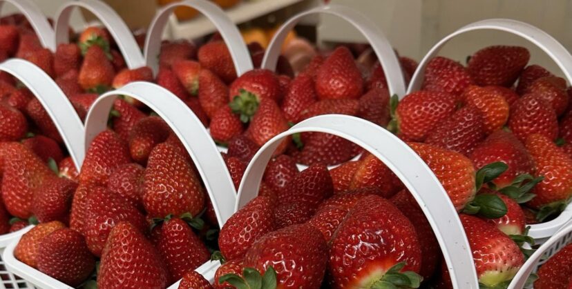 Fall harvested San Andreas strawberries.
