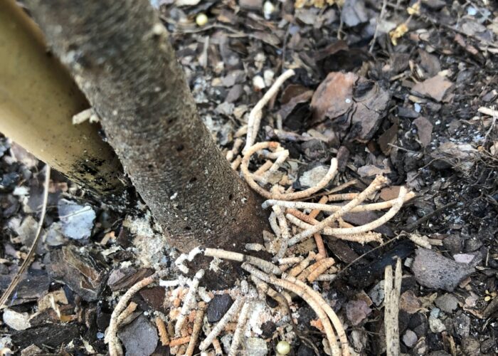 Frass tubes on the ground surrounding a host plant caused by ambrosia beetles.