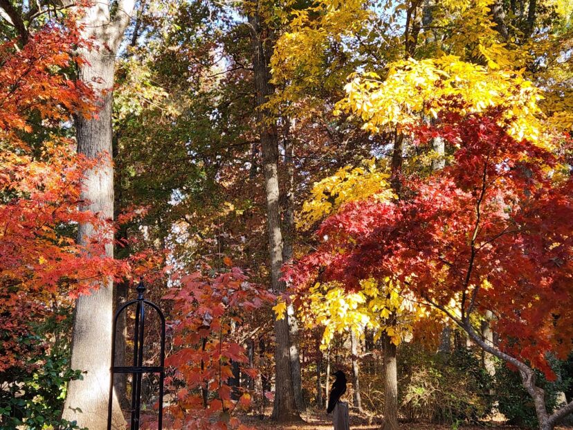 November 20 Week 3 Garden Photos | Home & Garden Information Center