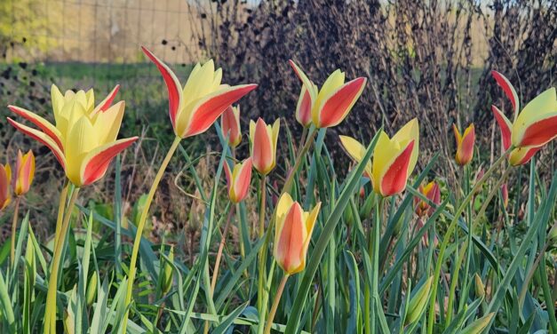 Spring Bulbs and Garden Inspiration Part I