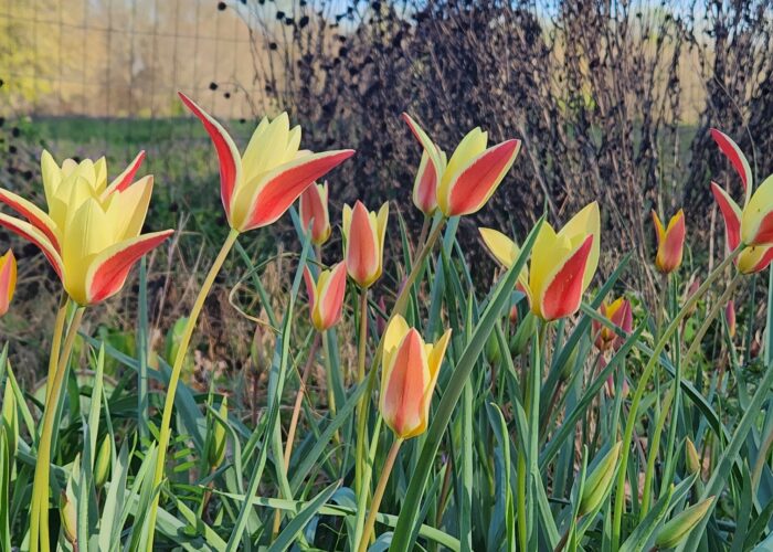 Lady Tulip flowers (Tulipa clusiana var. chrysantha) brighten up the winter landscape.