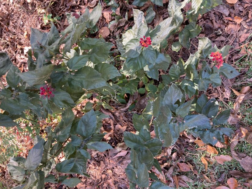 Lantana frost damage.