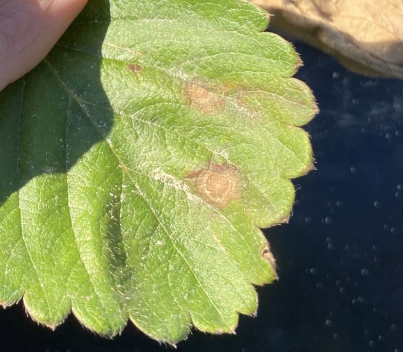 Leaf spots like this should be sent to the lab of diagnosis.