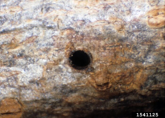 Life stages of GAB – A) close up of entrance hole (approximately 2mm – similar in size to pencil lead).