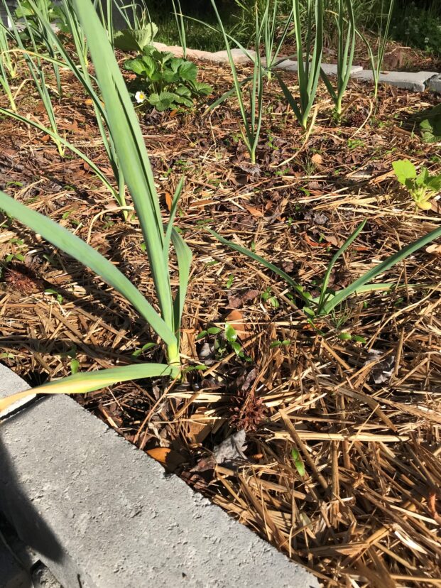 More mature garlic.