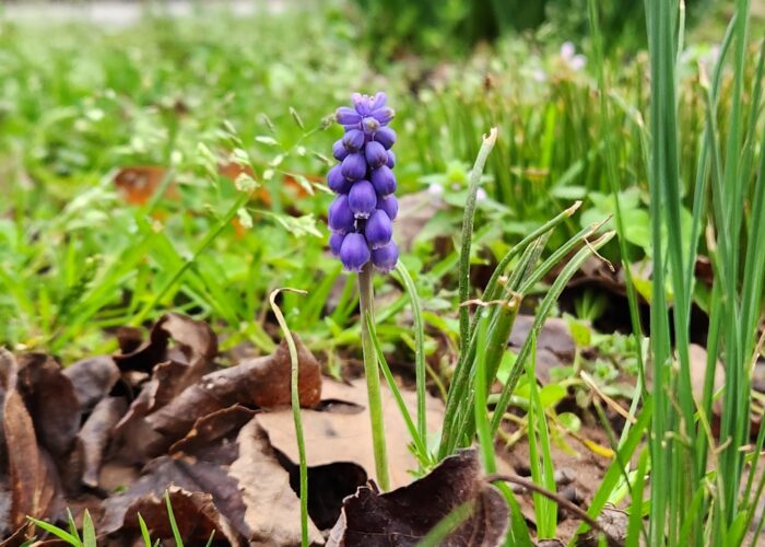 Muscari bloom in the landscape.