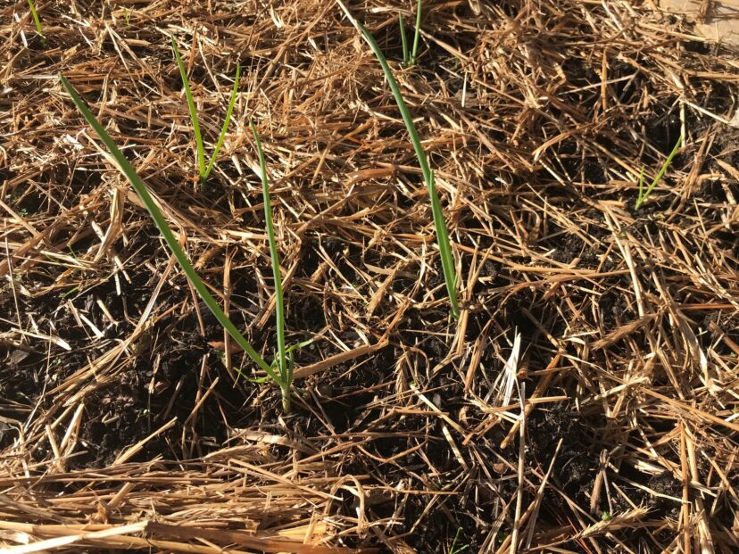 Newly emerged garlic.
