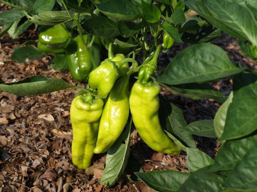 Peppers are in the same Solanaceaea family as tomatoes. When planting Solanaceae crops, such as tomatoes, peppers, eggplant, or Irish potatoes, remember all have to be on at least a 3-year crop rotation plan to help prevent disease issues.