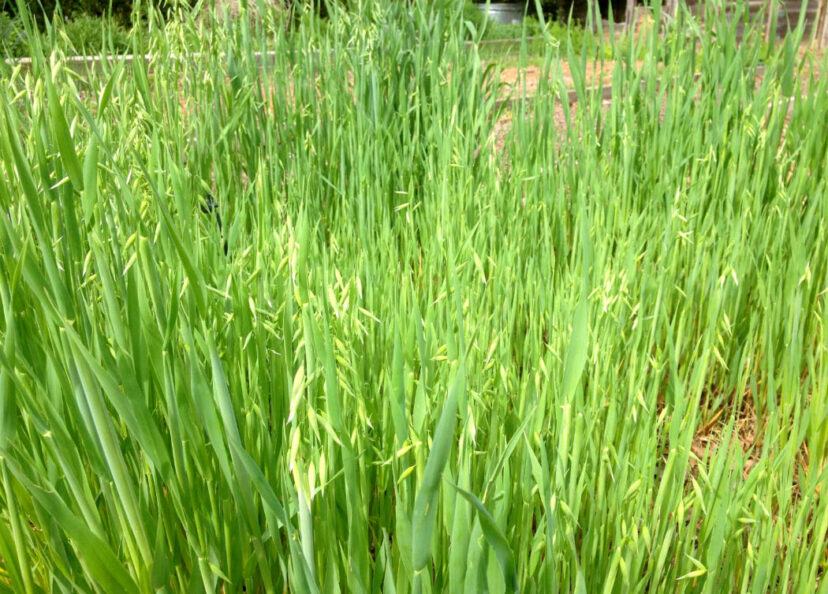 Planting a cereal crop, such as oats, will help remove excessive phosphorus from the soil. The entire crop will have to be pulled up by the roots and removed.