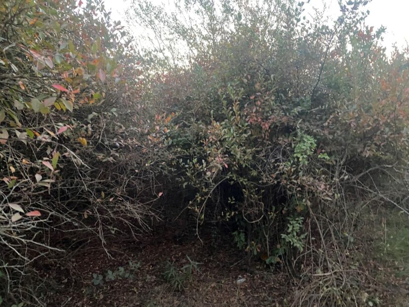 Pruning is about to begin on overgrown blueberries.