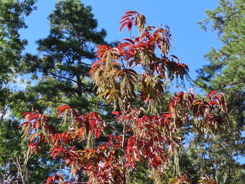 Sourwood is a very important source of nectar for honeybees in the spring, with their beautiful racemes of white flowers on the ends of branches.