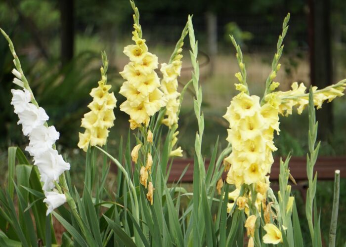 Space planting times a week or so apart to have gladiolus in bloom the entire summer.