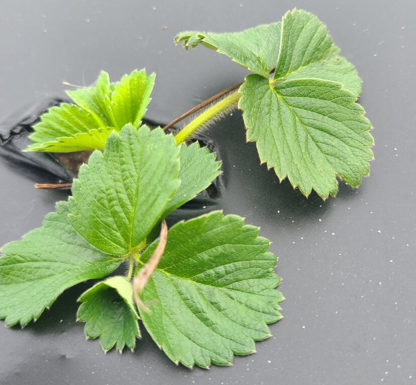 Strawberries are pushing out new leaves and are coming along nicely in the Midlands.