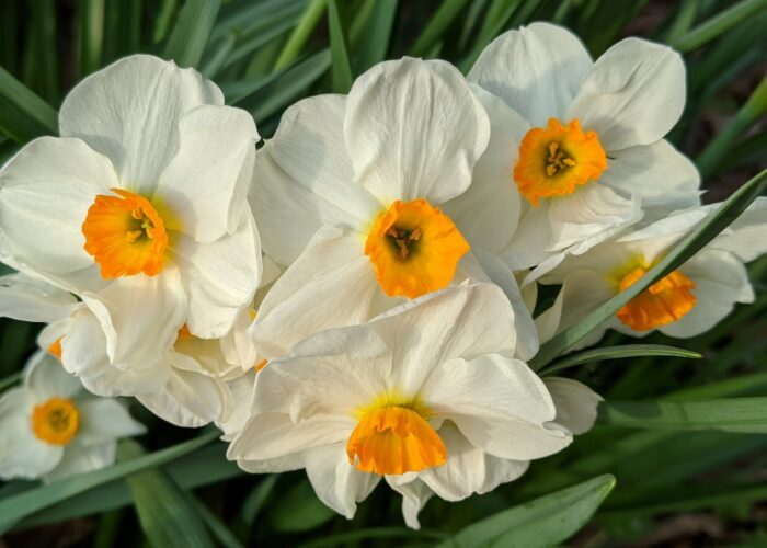 Tazetta Daffodil ‘Geranium’ (Narcissus tazetta ‘Geranium’).