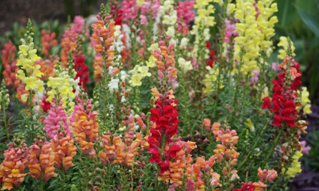 This Month in Your Garden- November 2023