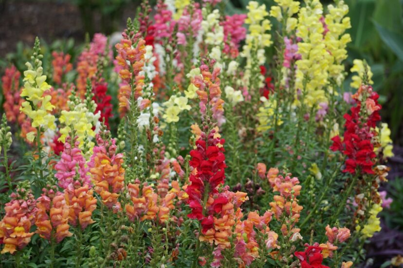 The bright flowers of Snapdragons (Antirrhinum majus) are standouts in the fall garden.