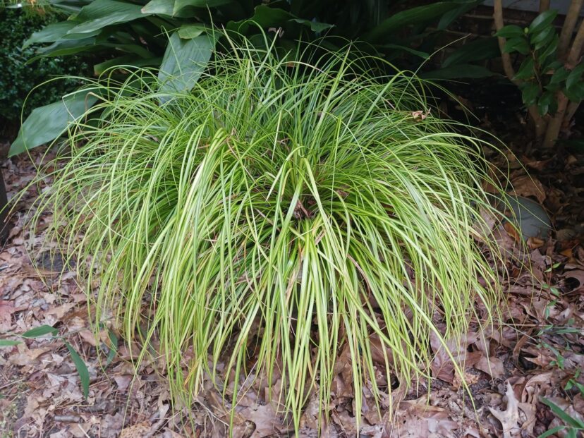 Three Evercolor® ‘Eversheen’ (Carex oshimensis ‘Eversheen’ PP25939) plants in a container contrast with the dark green foliage of the Cast Iron plant (Aspidistra eliator) in the background. The leaves are lime green with dark green edges.