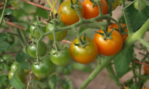 How to Lower Excessive Phosphorus in a Vegetable Garden with Cover Crops