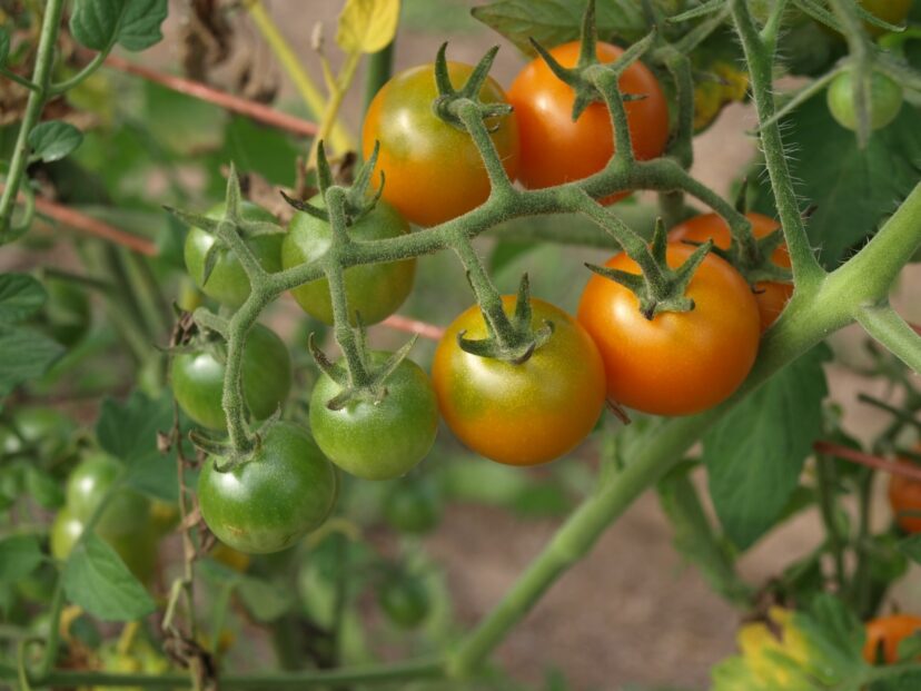 Tomatoes are in the Solanaceae family and are crops that will help reduce high nutrient levels in the soil.