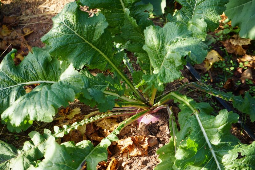 Turnips are an example of a Brassica crop that can be used to reduce excessive phosphorus in a vegetable garden.
