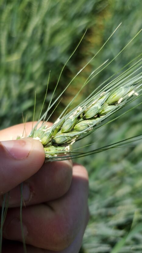 Wheat is another cereal cover crop that can be planted to reduce phosphorus.