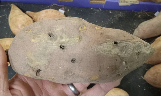 What Is It? Wednesday – Wireworm Damage
