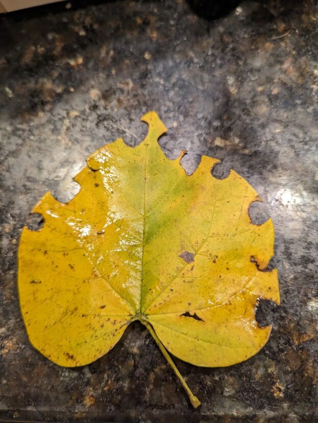 A nearly perfectly circular hole was cut in a leaf by a leaf-cutter bee. 