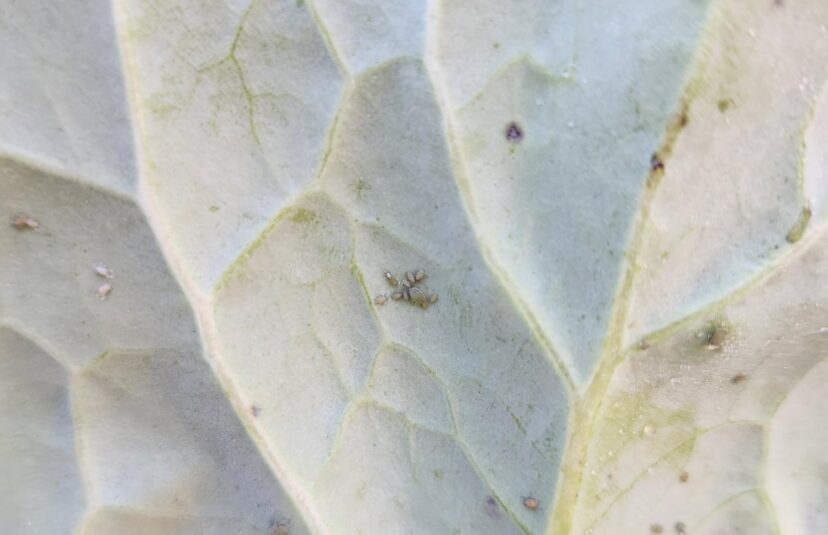 Aphids are present on brassicas in several fields.