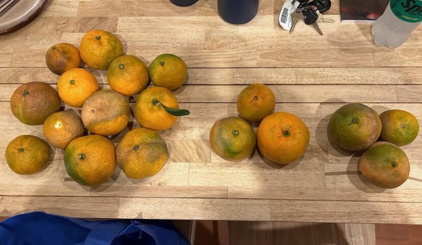 Citrus yields were low this year in CREC trials. From left to right: Owari, Miho, Brown’s Select.