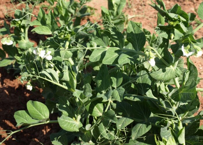 Garden peas (Pisum sativum) are cool-season crops.