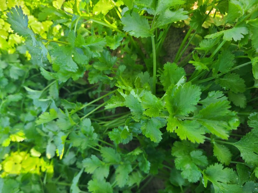 Great looking cilantro ready to harvest in the Midlands.