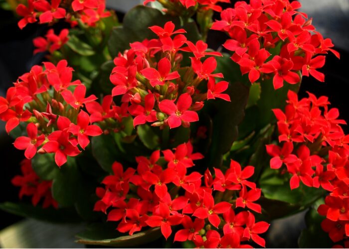 Kalanchoes come in a wide range of colors such as this red, single flowering variety of kalanchoe (Kalanchoe blossfeldiana).