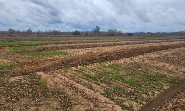 SC Fruit and Vegetable Field Report – 12/4/23
