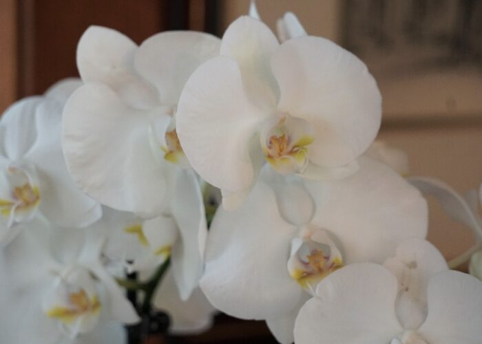 Phalaenopsis orchids add an elegant touch to the holidays and will provide months of enjoyment.