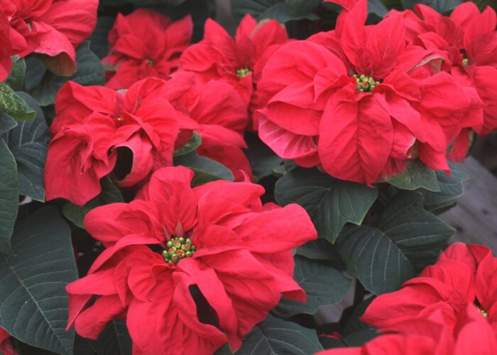Poinsettias are the traditional flowering plants to use for holiday decorations.