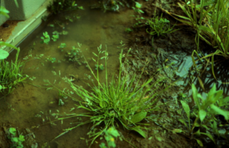 Poorly drained soils will foster weed emergence and growth and inhibit the growth of desirable plants.
