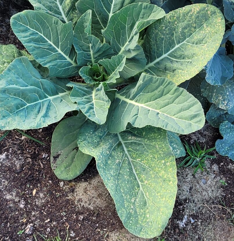 Possible ozone damage to the older leaves in this collard field.