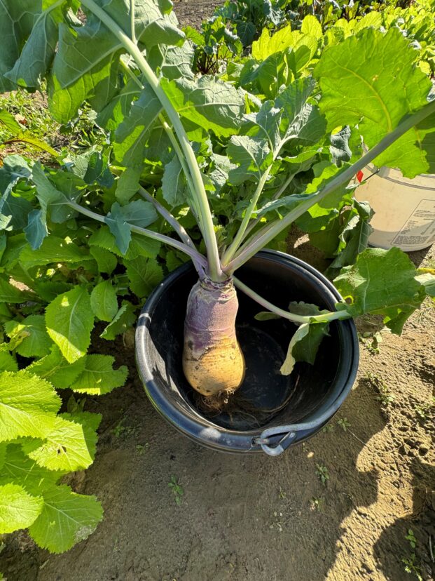 Rutabaga and Mustard ready to be harvested.