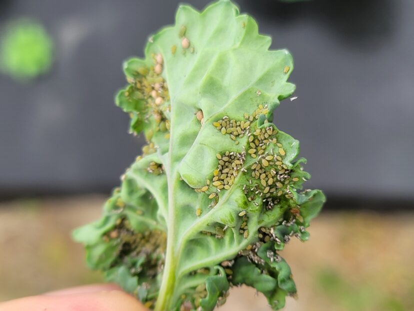Some aphids are present in the Orangeburg area.