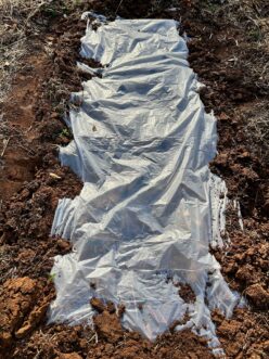 The ends of the plastic should be covered with soil so the wind will not remove it.