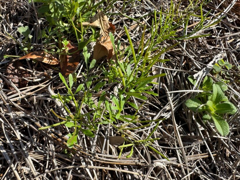 Winter annual weeds like Hairy Bittercress may be present at the same time as warm season weeds.