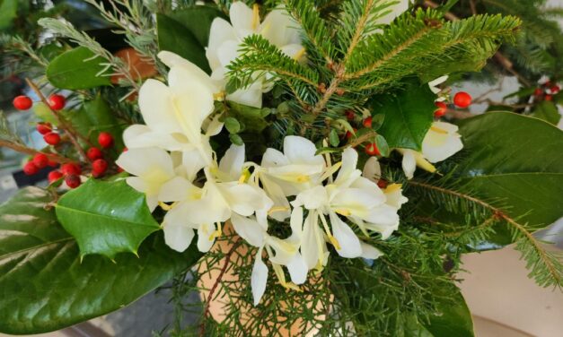 This Month in Your Garden- December 2023